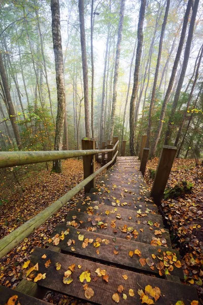 Vista Ángulo Alto Escalera Del Bosque Madera Una Niebla Del — Foto de Stock