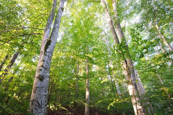 각도의 너도밤나무 줄기가 가까이 수있습니다 생태학 친환경 — 스톡 사진
