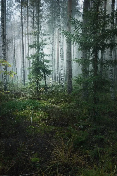 Donker Atmosferisch Landschap Van Het Immer Groene Bos Een Mist — Stockfoto