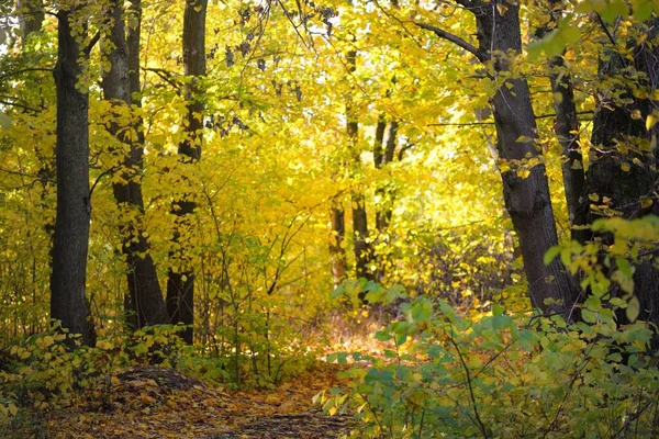 森林中的小径 乡村道路 落叶乔木 有五彩缤纷的绿色 金色叶子 阳光穿过树枝 天然隧道秋天 — 图库照片