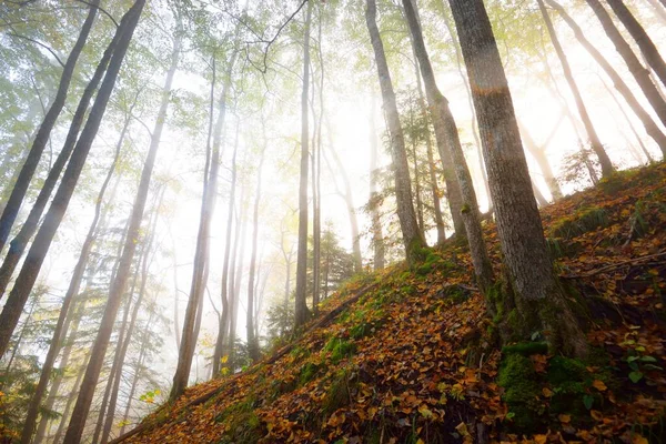 Atmosférická Krajina Lesních Kopců Mlze Při Východu Slunce Zlaté Světlo — Stock fotografie