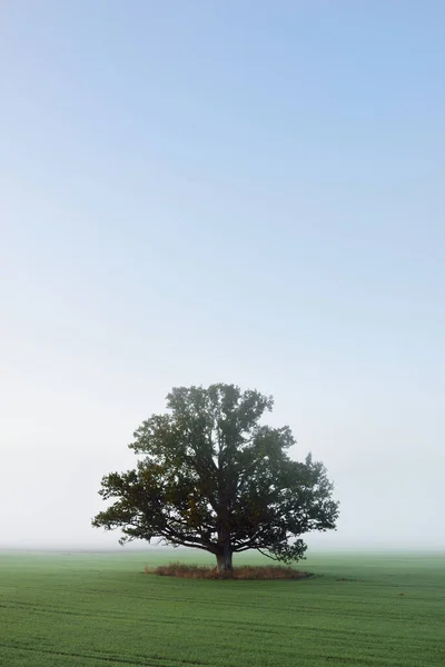 Mächtige Eiche Mit Grünen Blättern Auf Dem Gepflügten Landwirtschaftlichen Feld — Stockfoto