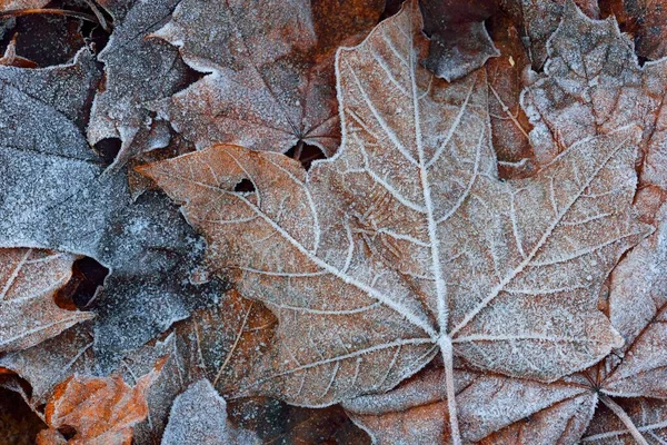 Maple Leaves Covered Crystal Clear Hoarfrost Texture Background Wallpaper Graphic — Stock Photo, Image