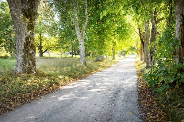 Rural Road Alley Deciduous Trees Natural Tunnel Old Tree Trunks — Stock Photo, Image