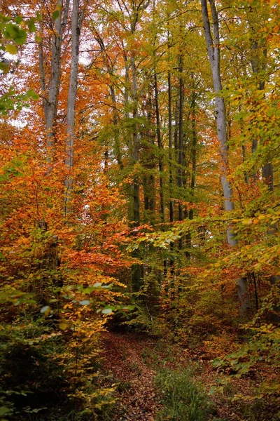 Panoramisch Uitzicht Heuvels Een Beukenbos Machtige Boomstammen Geel Rood Oranje — Stockfoto