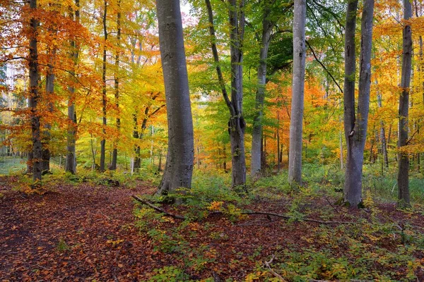 Caminho Pelas Colinas Floresta Faia Troncos Árvore Poderosos Folhas Amarelas — Fotografia de Stock