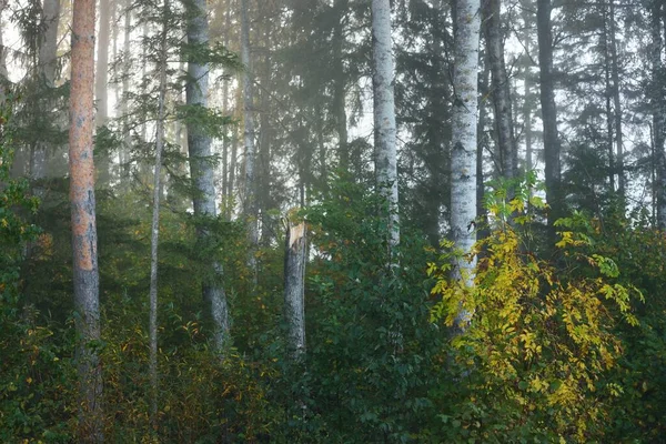 Malownicze Krajobrazy Ciemnego Tajemniczego Wiecznie Zielonego Lasu Porannej Mgle Wschodzie — Zdjęcie stockowe