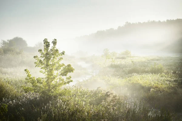 Cenário Pitoresco Pequeno Rio Pântano Perto Floresta Nascer Sol Névoa — Fotografia de Stock