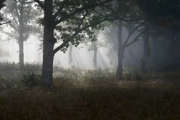 Cenário Pitoresco Floresta Escura Misterioso Nevoeiro Nascer Sol Raios Sol — Fotografia de Stock