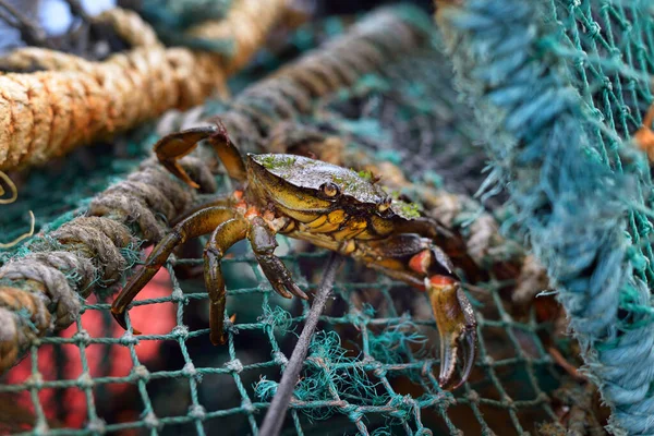 Een Kleine Gele Krab Een Visnet Close Zeiltouwen Achtergrond Milieubehoud — Stockfoto