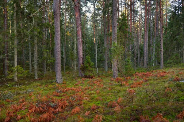 Шлях Через Вічнозелений Ліс Покритий Калюжами Який Захід Сонця Світло — стокове фото