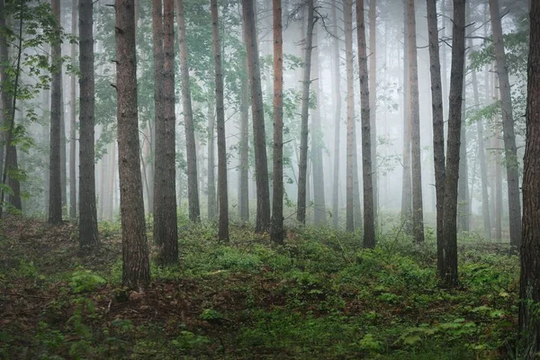 Anciens Pins Feuilles Persistantes Dans Brouillard Matinal Lettonie Paysage Atmosphérique — Photo