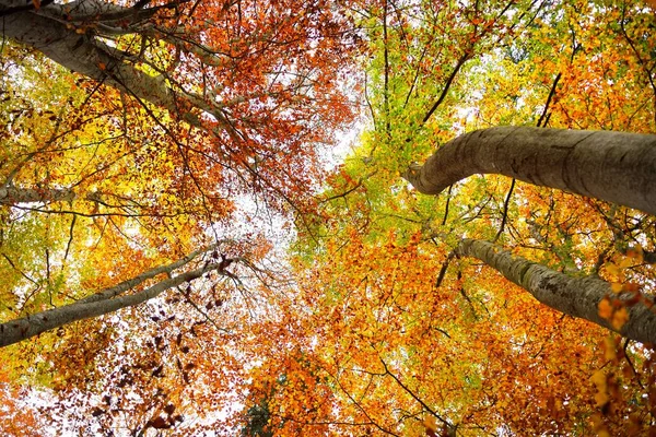 Niski Kąt Widzenia Lasu Bukowego Potężne Pnie Zielone Żółte Czerwone — Zdjęcie stockowe
