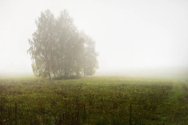 濃い白の朝の霧の中で緑の国の農業分野と孤独な木 牧歌的な田園風景 大気の秋の風景 環境保全 生態系 気候変動 — ストック写真