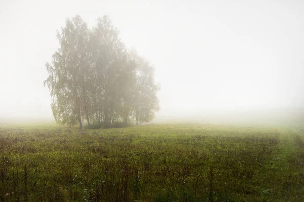 Zelené Venkovské Zemědělské Pole Osamělý Strom Husté Bílé Ranní Mlze — Stock fotografie