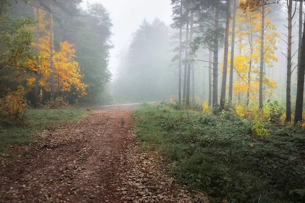 Estrada Rural Caminho Através Floresta Perene Nevoeiro Nascer Sol Pinhais — Fotografia de Stock
