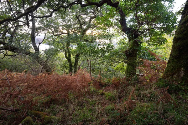 Zapierający Dech Piersiach Widok Szkocki Las Deszczowy Starożytne Drzewa Mech — Zdjęcie stockowe