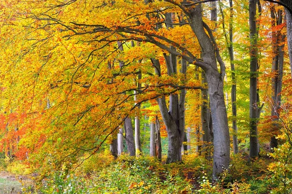 황금빛 너도밤나무 피콜로 나무줄기 목가적 풍경입니다 생태학 생태관광 — 스톡 사진