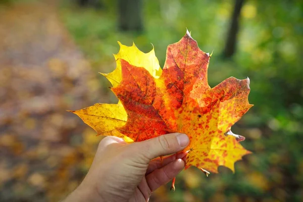 Colorful Maple Leaf Hand Close Green Trees Blurred Bokeh Golden — Stock Photo, Image