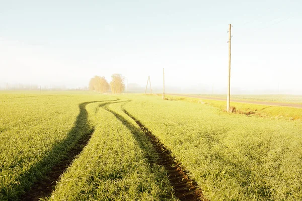 Panoramic View Green Agricultural Field Sunrise Trees Morning Fog Electricity — Stock Photo, Image