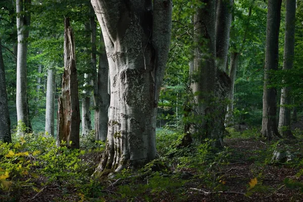 Malebná Scenérie Temného Tajemného Soumraku Bukového Lesa Starodávné Kmeny Stromů — Stock fotografie