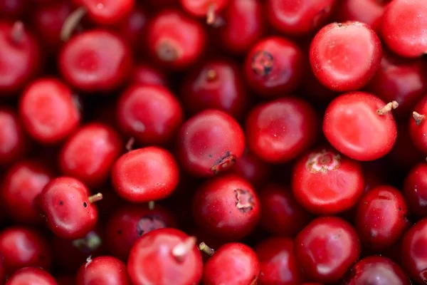 Gros Plan Sur Les Baies Rouges Forêt Airelle Motif Naturel — Photo