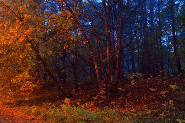 Иллюминированный Лиственный Лес Тумане Рассвете Красный Свет Уличных Фонарей Темный — стоковое фото