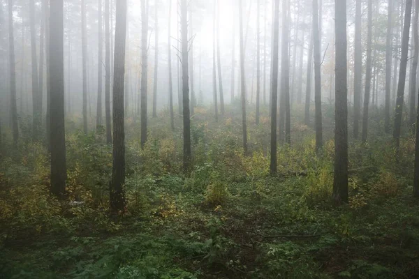 Paesaggio Atmosferico Scuro Della Foresta Sempreverde Una Nebbia All Alba — Foto Stock