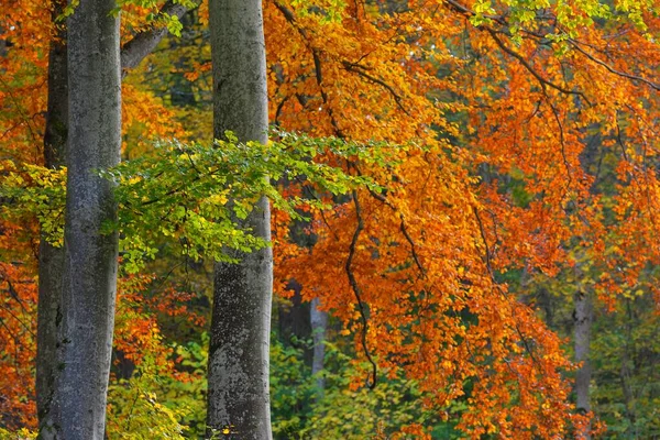 Picturesque scenery of the golden beech tree forest. Mighty tree trunks, colorful yellow, red, orange leaves. Idyllic autumn landscape. Seasons, fall season, ecology, pure nature, ecotourism. Germany