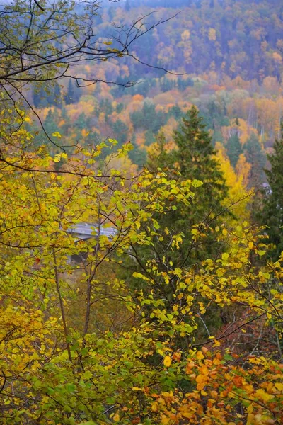 カラフルな緑 オレンジ色の葉を持つカエデ 白樺や他の落葉樹のクローズアップ ゴーヤ川渓谷 ラトビアのシグルダの国立公園 — ストック写真