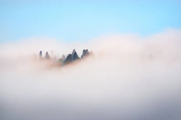 Gauja river valley and pine forest in a clouds of mysterious morning fog at sunrise, fir trees close-up. Sigulda, Latvia. Breathtaking panoramic aerial view. Pure nature, environment, eco tourism