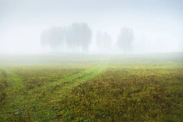 Green Country Agricultural Field Lonely Tree Thick White Morning Fog — Stock Photo, Image