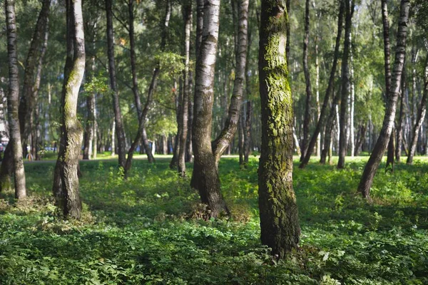 Зелений Березовий Ліс Ясний Сонячний День Громадський Парк Стовбури Дерев — стокове фото
