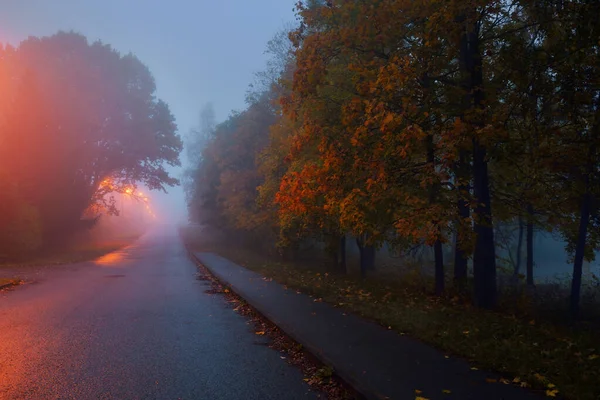 Empty Illuminated Country Asphalt Road Trees Village Fog Rainy Autumn — Stock Photo, Image