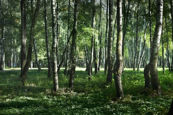 Green Birch Forest Clear Sunny Day Public Park Tree Trunks — Stock Photo, Image