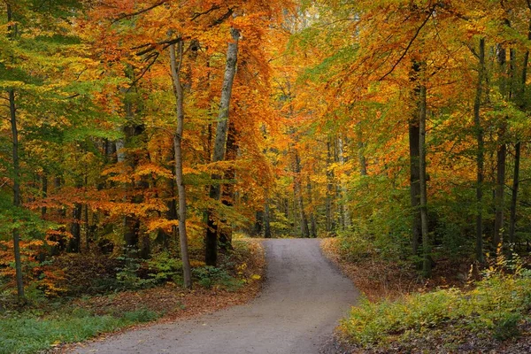 Kurvenreiche Landstraße Durch Buchenwald Mächtige Baumstämme Gelbe Rote Orange Blätter — Stockfoto