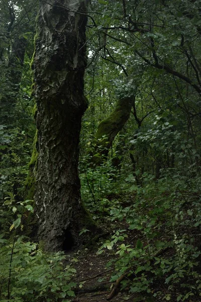 Mystérieuse Forêt Feuillus Par Une Journée Nuageuse Été Vieux Troncs — Photo