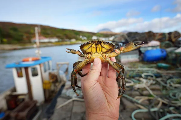 A small yellow crab in a hand, close-up. Yacht marina in the background. Environmental conservation theme. Craighouse, Jura island, Inner Hebrides, Scotland, UK