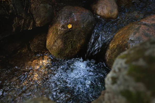 暗い常緑の森の中の小さな川 ストリーム クリスタルクリア水 植物のクローズアップ 自然なテクスチャ 大気の風景 純粋な自然環境生態学 — ストック写真