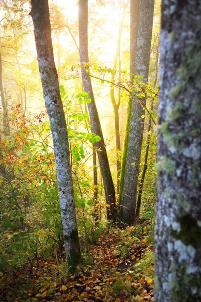Atmosférická Krajina Lesních Kopců Mlze Při Východu Slunce Zlaté Světlo — Stock fotografie