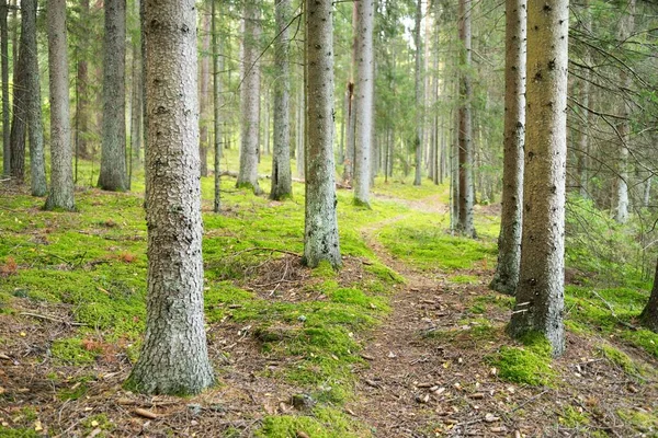 Μονοπάτι Μέσα Στο Καταπράσινο Δάσος Αρχαία Πεύκα Και Φυλλοβόλα Δέντρα — Φωτογραφία Αρχείου
