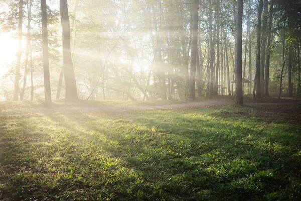 Panoramic View Mysterious Forest Fog Sunrise Soft Sunlight Sunbeams Old — Stock Photo, Image