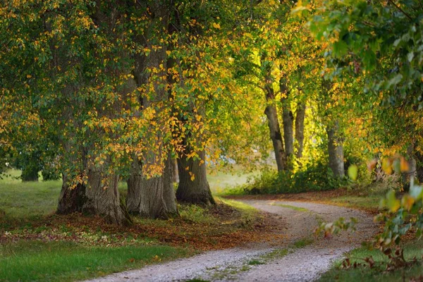 Uma Estrada Rural Vazia Beco Através Das Árvores Caducas Coloridas — Fotografia de Stock