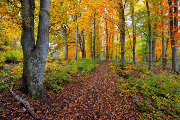 ブナの木の森の丘を通過します 強力な木の幹 オレンジの葉 牧歌的な秋の風景 生態系 生態系 レクリエーション ドイツ — ストック写真
