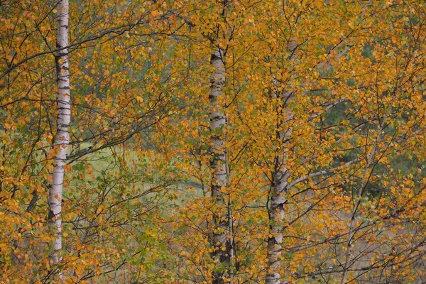 Bosque Abedul Dorado Hojas Verdes Naranjas Amarillas Rojas Cerca Naturaleza — Foto de Stock