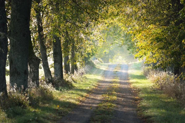 Single lane rural road (alley) through the linden trees at sunrise. Golden sunlight, sunbeams, fog, shadows. Fairy autumn forest scene. Art, hope, heaven, wilderness, loneliness, pure nature, ecology