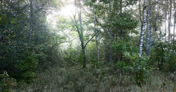 Panoramiczna Sceneria Zielonej Łąki Ciemnym Lesie Porannej Mgle Wschodzie Słońca — Zdjęcie stockowe