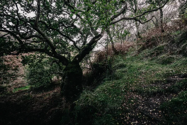 Adembenemend Uitzicht Het Schotse Regenwoud Oude Bomen Mos Varens Van — Stockfoto