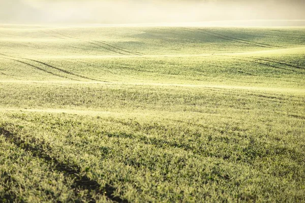 Зелене Оранжерея Сільськогосподарського Поля Тракторними Коліями Сході Сонця Впритул Золоте — стокове фото