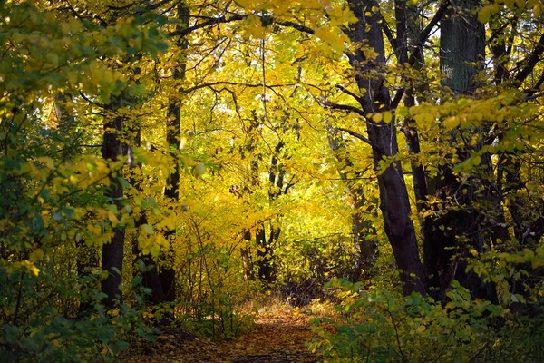 Pathway Landweg Steegje Het Bos Bladverliezende Bomen Met Kleurrijke Groene — Stockfoto